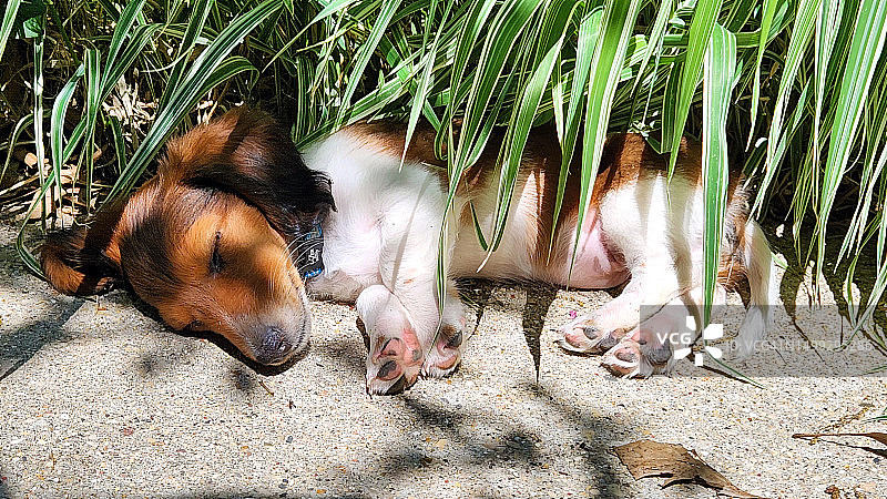 在外面小睡的长毛迷你腊肠犬幼犬图片素材