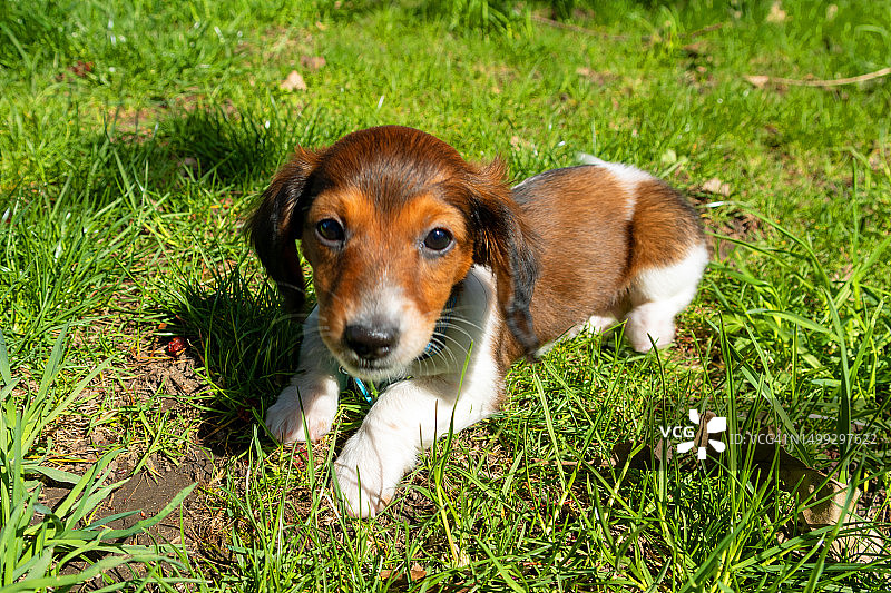 户外长毛迷你腊肠犬幼犬图片素材