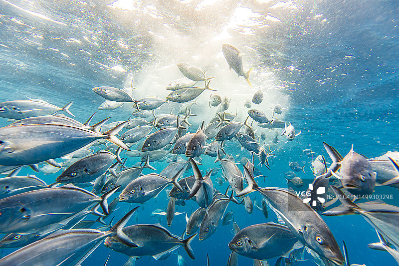 清澈的蓝色海水中正在疯狂觅食的大群银色鲹鱼图片素材