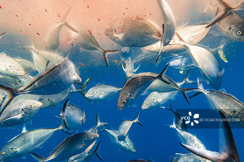 清澈的蓝色海水中正在疯狂觅食的大群银色鲹鱼图片素材