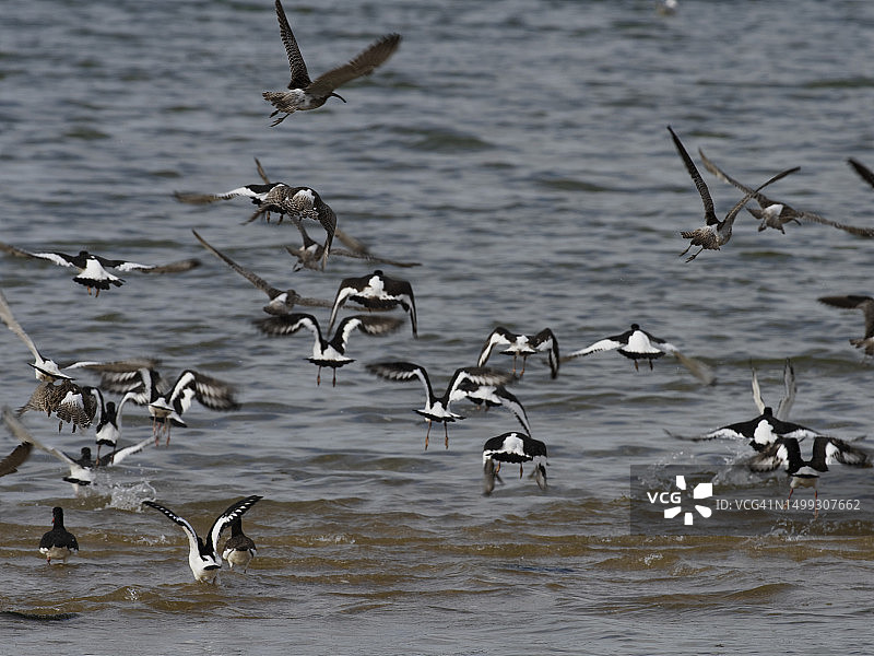 欧亚鸻在白天飞过海面图片素材
