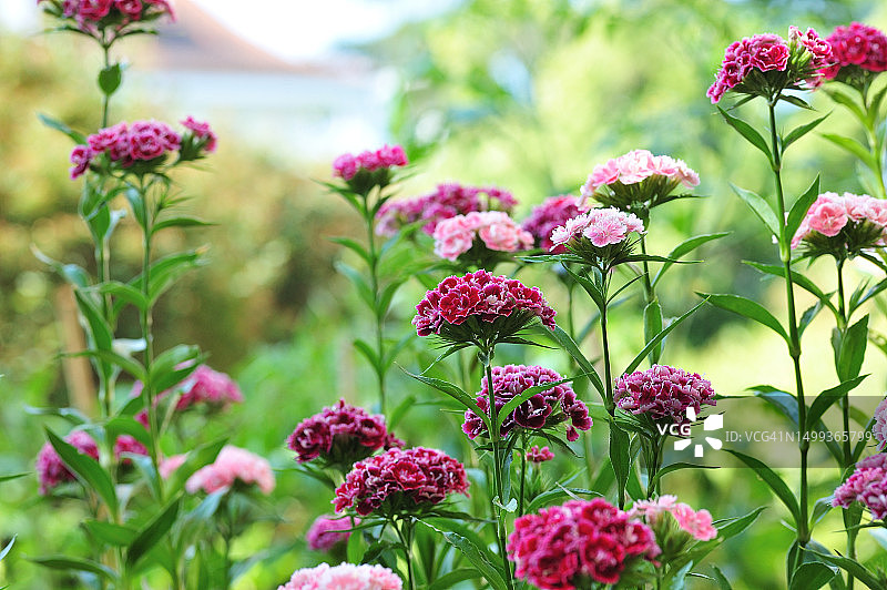 须苞石竹图片素材