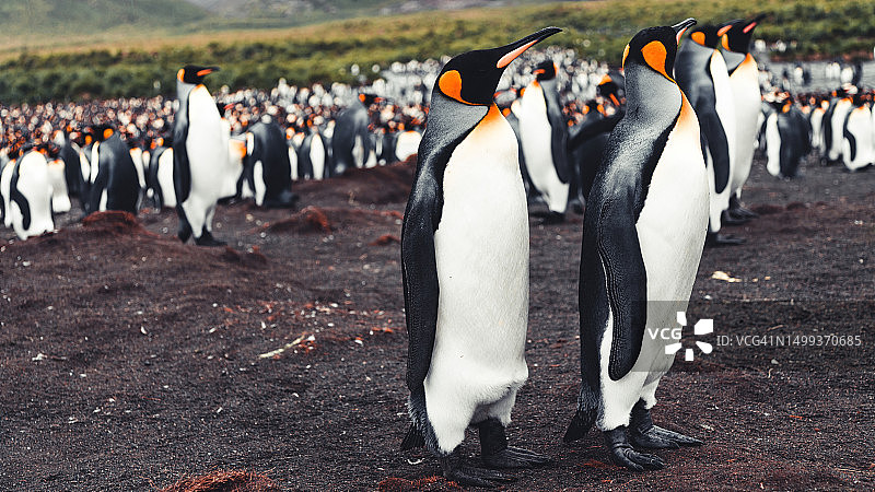 国王企鹅合影，黄金港企鹅栖息地图片素材