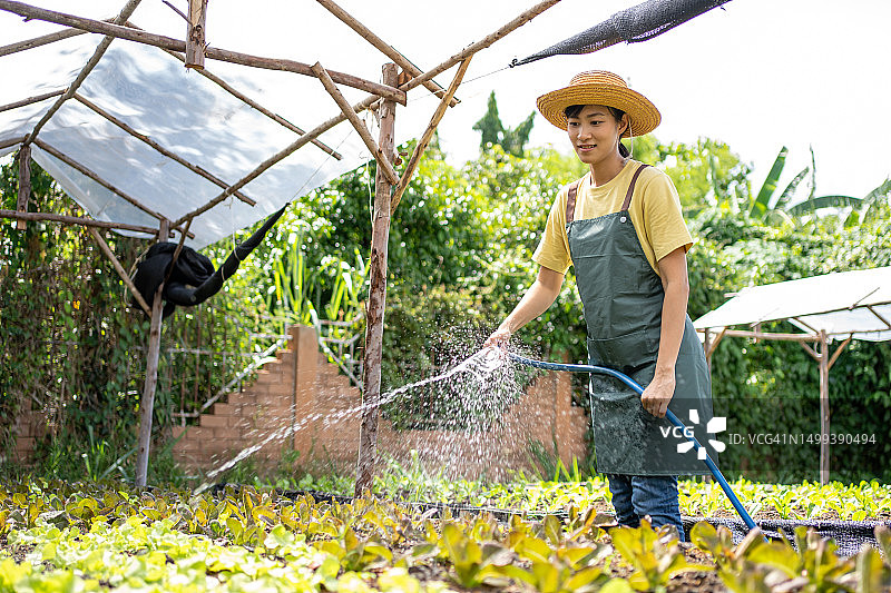 农妇给有机蔬菜施肥和浇水图片素材