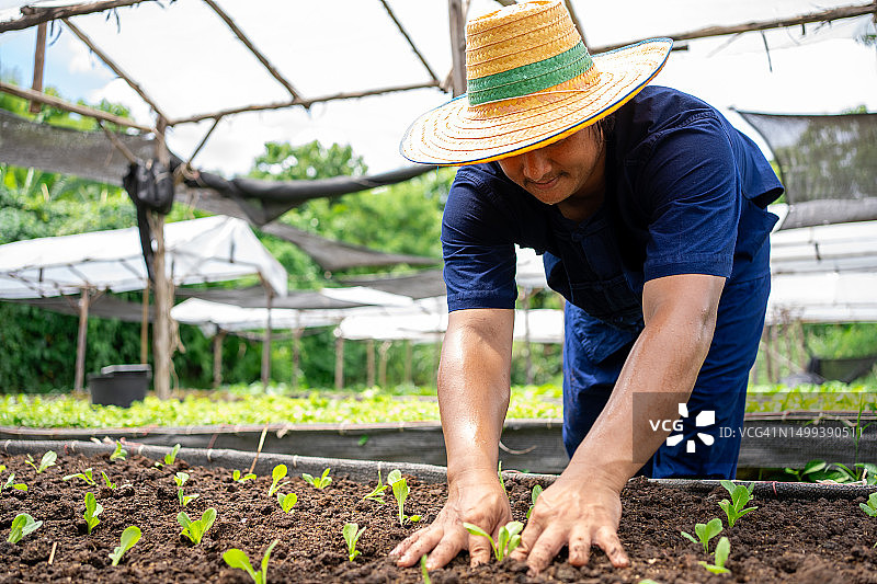 男人施肥收获有机蔬菜图片素材