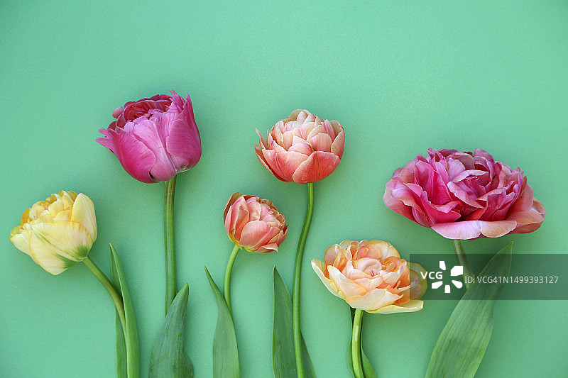 郁金香图片素材