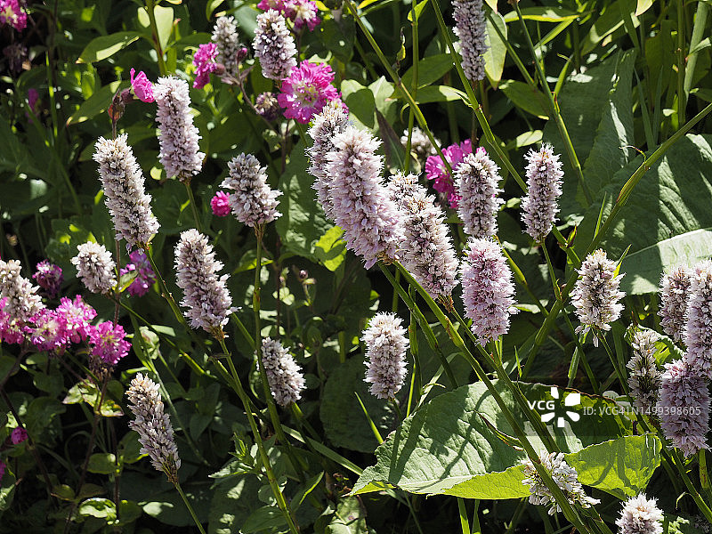 蓼或蛇根蓼图片素材