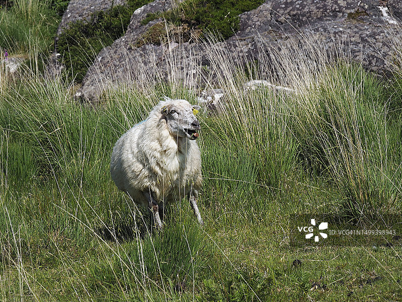 爱尔兰凯里郡的咩咩叫的绵羊图片素材