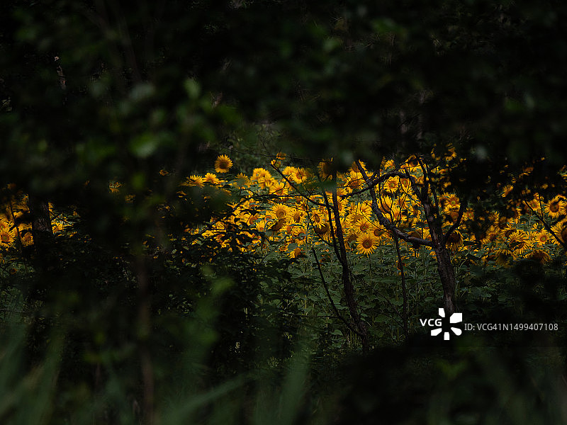 夏季的向日葵田图片素材