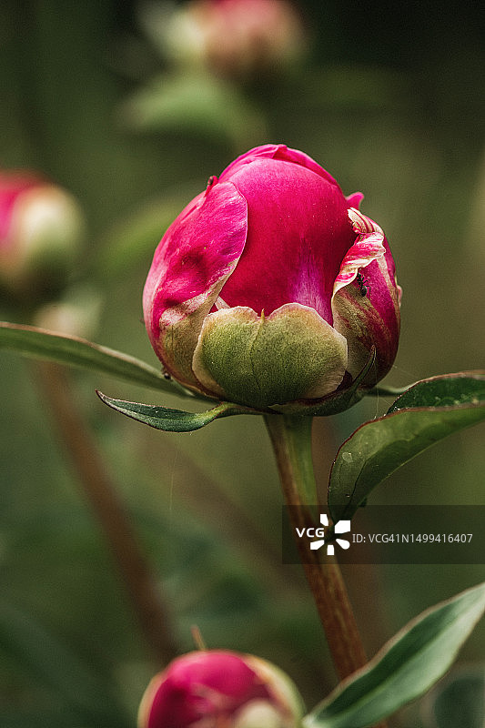 粉色牡丹花苞与蚂蚁微距特写图片素材
