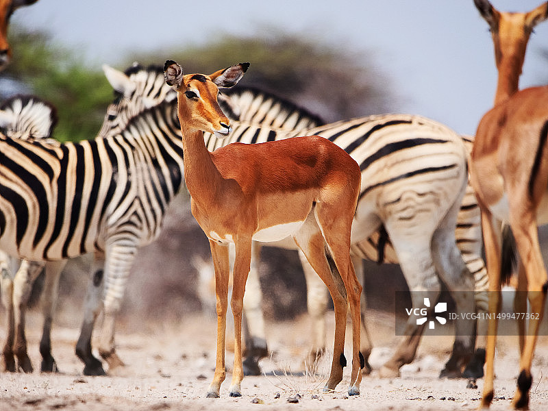 纳米比亚埃托沙国家公园的黑斑羚图片素材