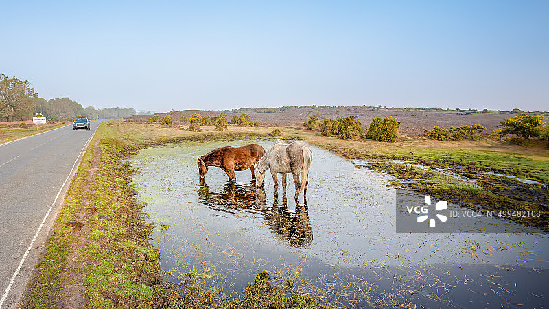 英格兰汉普郡新森林林德赫斯特图片素材