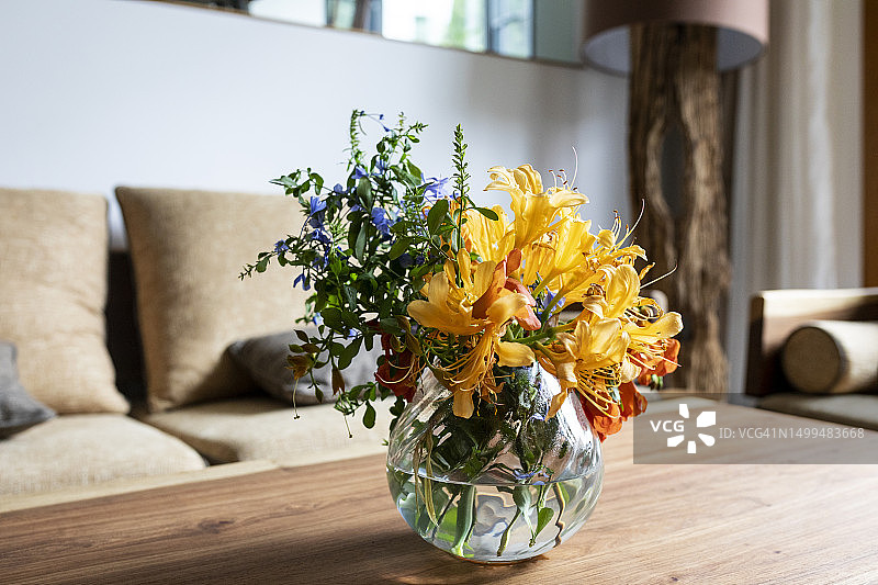 客厅里的新鲜植物盆栽图片素材