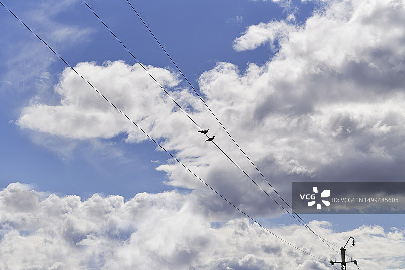 低角度拍摄的蓝天、电线杆上的鸟和树木（部分多云）图片素材
