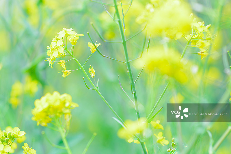 黄色花朵田野图片素材