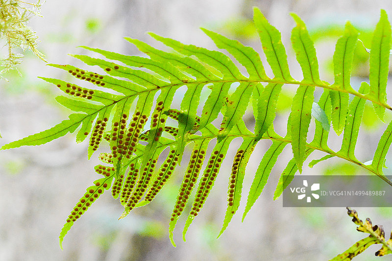 带有孢子囊群的蕨类植物叶子，多足蕨属图片素材