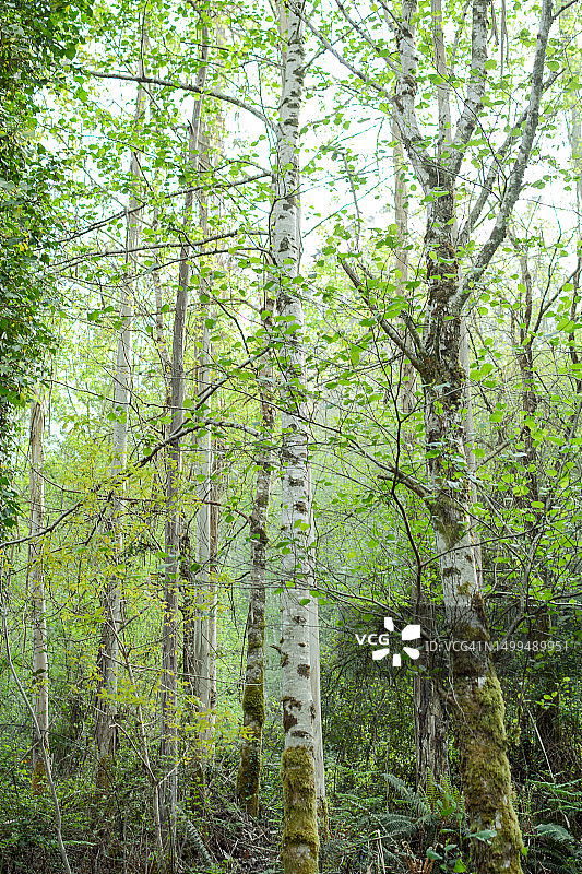 春天的白桦林图片素材