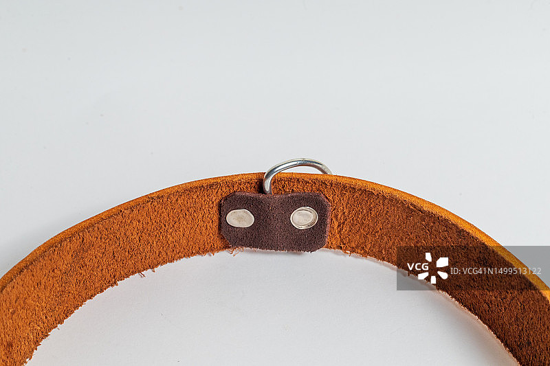 狗狗腰带产品摄影图片素材