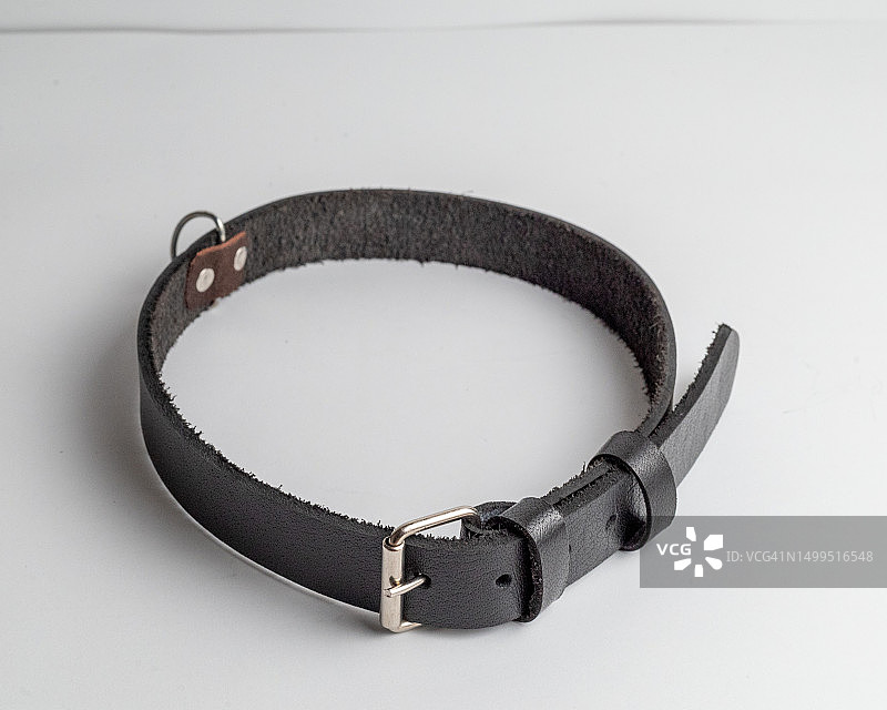 狗狗腰带产品摄影图片素材