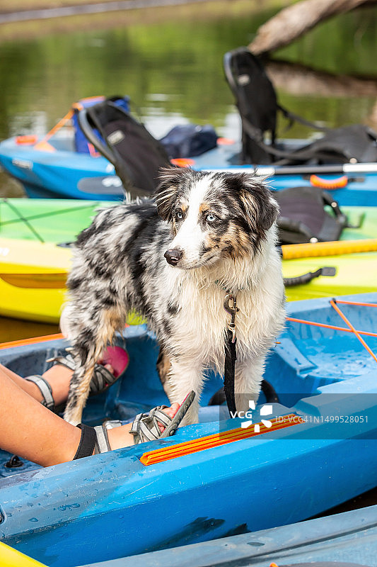 皮划艇上的澳大利亚牧羊犬图片素材