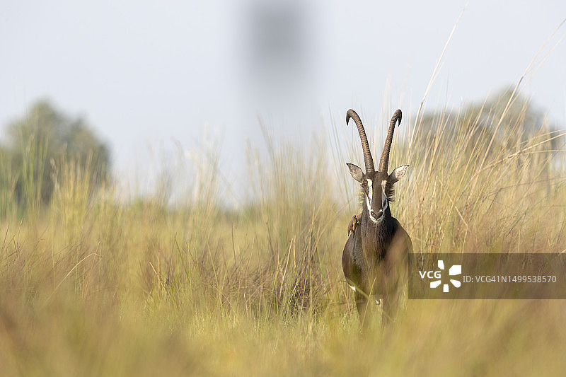 黑貂羚羊站在高高的草丛中，看向我们图片素材