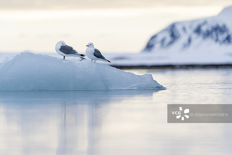 两只海鸥栖息在日落时分的一块冰上图片素材