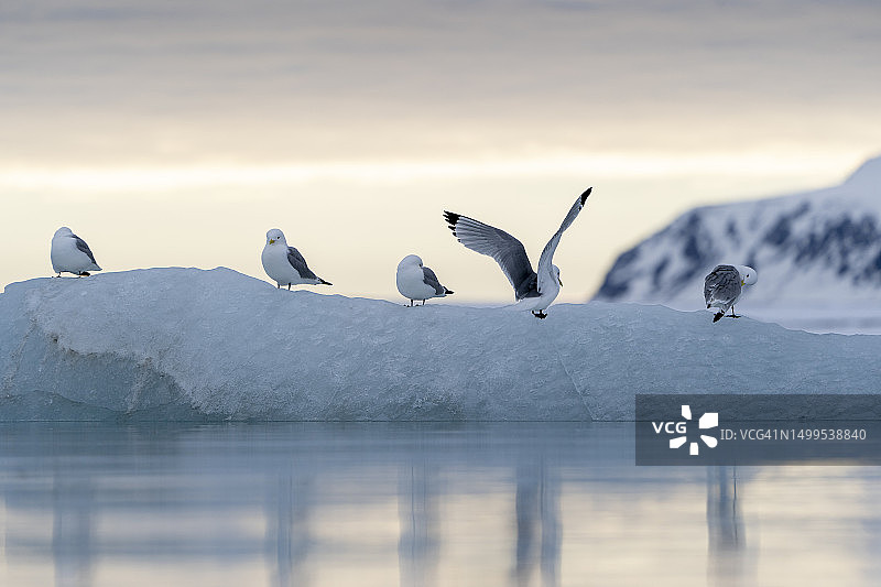 一群海鸥在日落时分栖息在一块半透明的冰上图片素材
