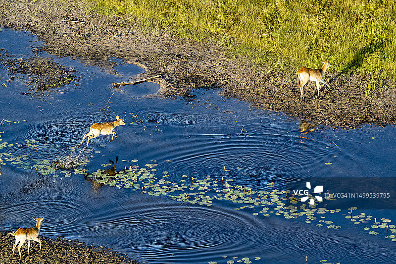 羚羊飞跃河流的鸟瞰图图片素材