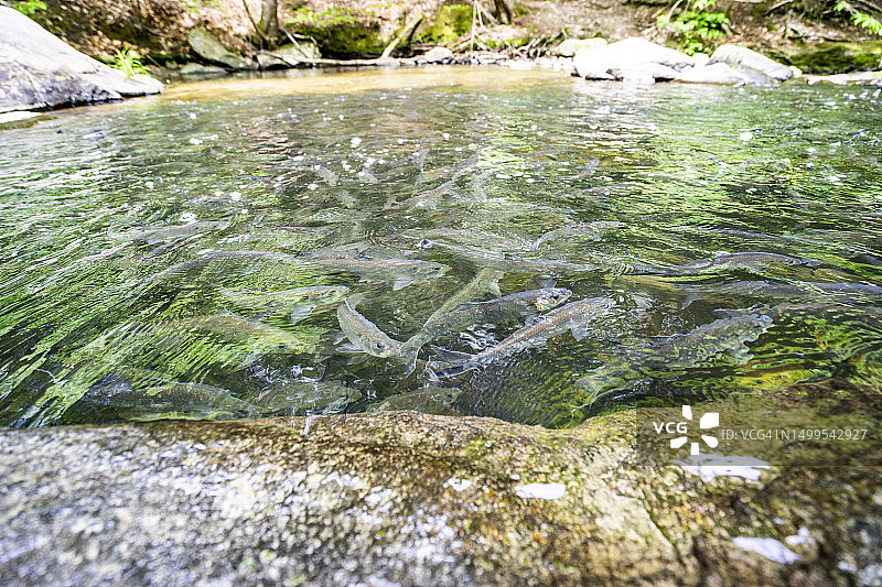 缅因州溪流中洄游的美洲西鲱图片素材