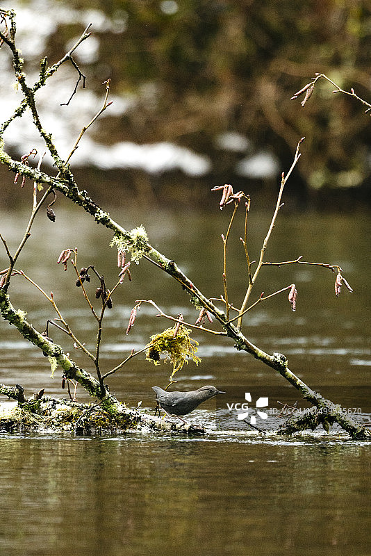 在河边树枝上行走的美洲河乌图片素材