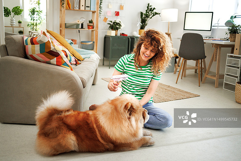 女人梳理松狮犬图片素材