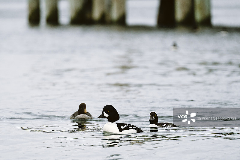 三只巴罗金眼鸭在普吉特海湾游泳图片素材