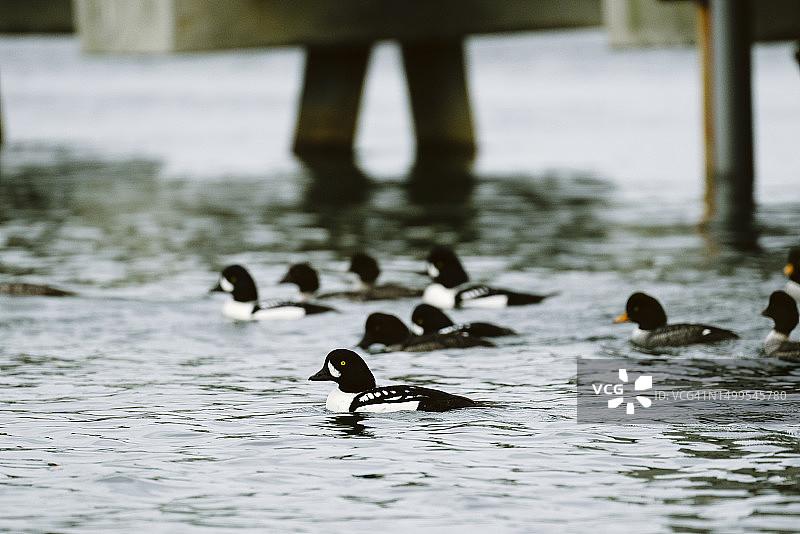 一群游弋在水面上的巴罗金眼鸭图片素材