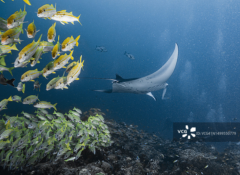 马尔代夫：蝠鲼在珊瑚礁上畅游图片素材