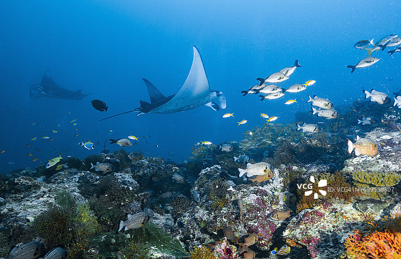 马尔代夫：蝠鲼在珊瑚礁上畅游图片素材
