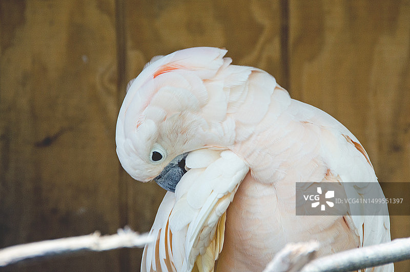 摩鹿加凤头鹦鹉梳理羽毛图片素材