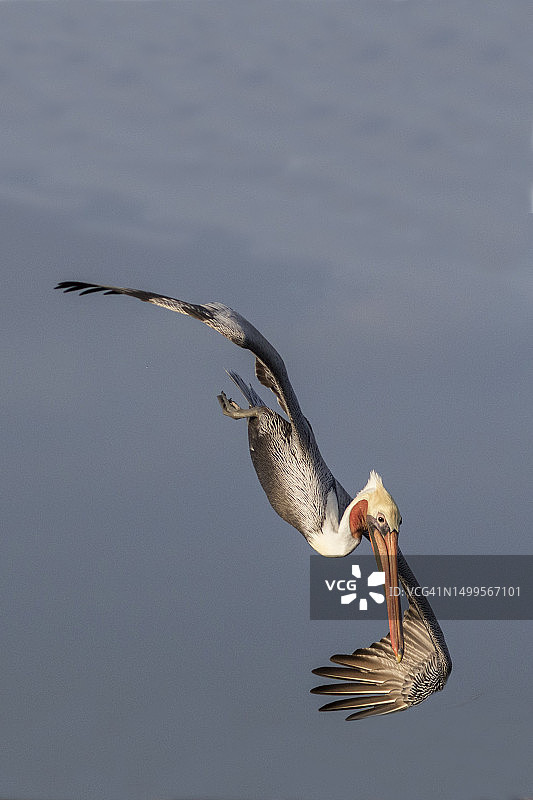 褐鹈鹕潜水捕鱼图片素材