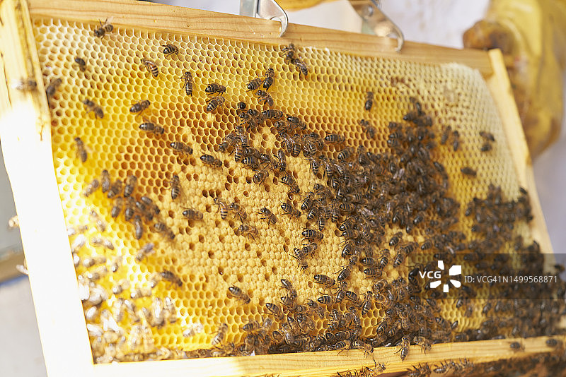 手持蜂箱，大量蜜蜂准备在养蜂场的田野中提取蜂蜜，正面视角图片素材