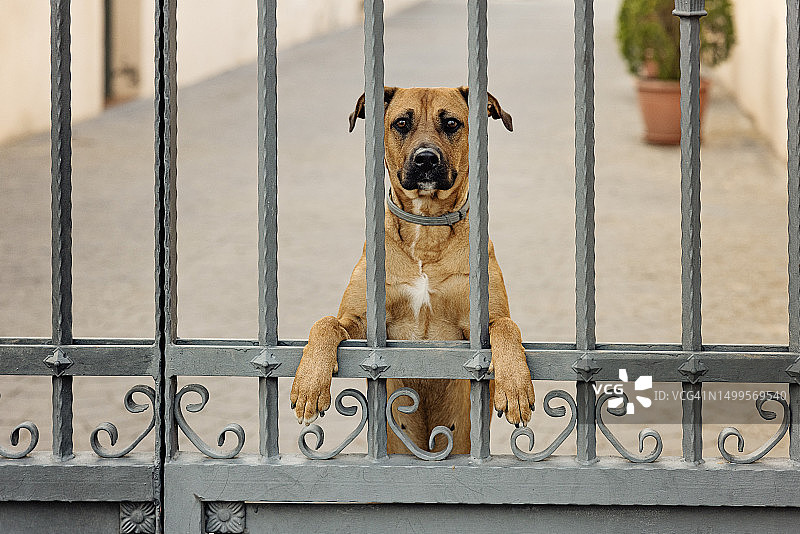围栏后面的狗图片素材