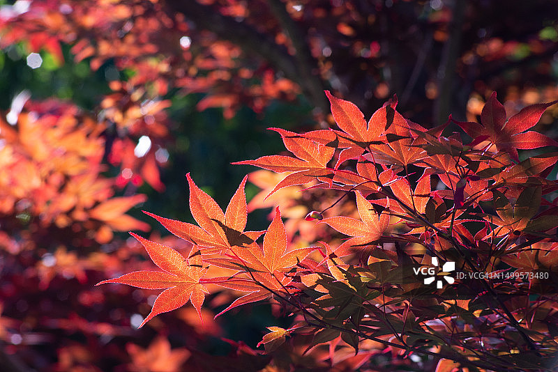 逆光下闪耀的红枫叶图片素材