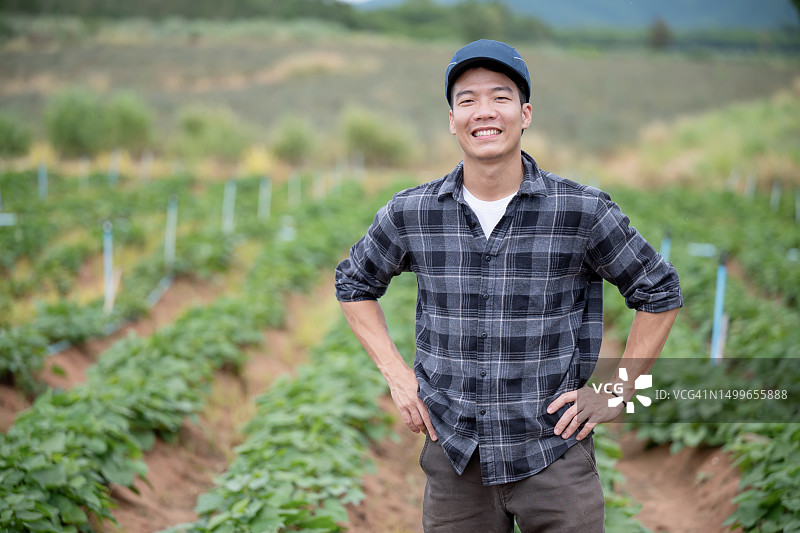 食品安全是农业可持续发展的关键。自豪的日本农场主站在红薯田里。智能农业技术。图片素材