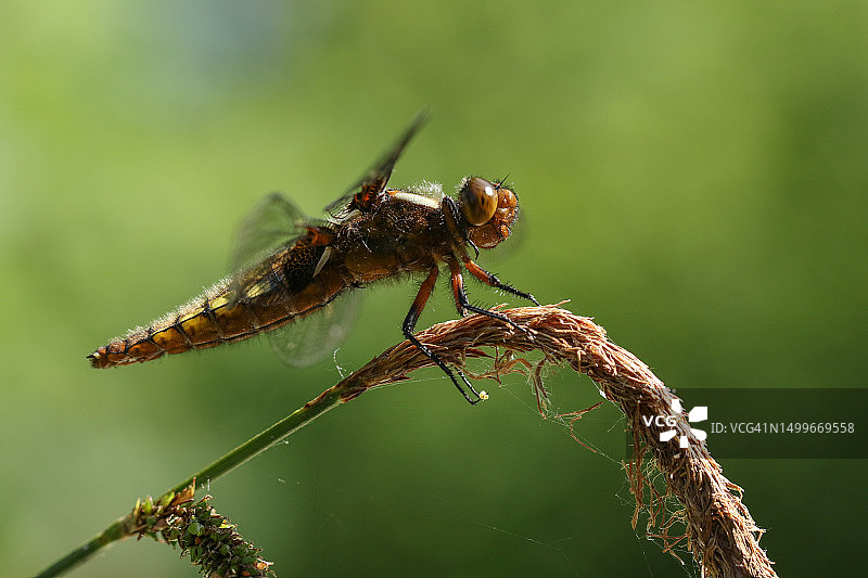 一只雌性宽体蜻蜓栖息在簇生苔草植物上图片素材