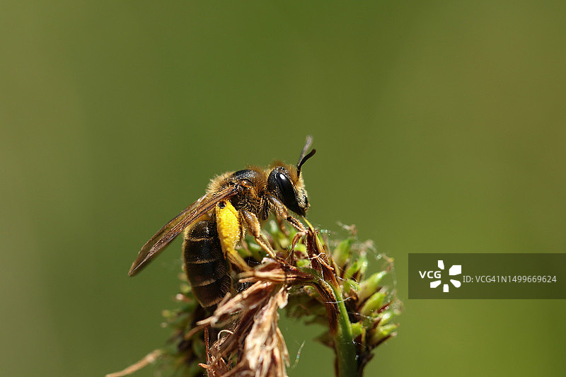 一只采矿蜂，休憩在植物上图片素材