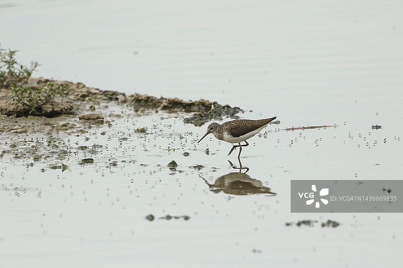 矶鹬在湖边水中觅食昆虫图片素材