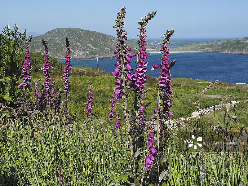 爱尔兰科克郡米曾角附近的巴利科夫景色图片素材