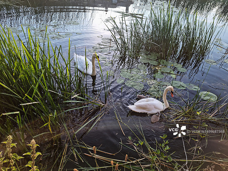 利林布里奇巴罗河上的一对天鹅图片素材