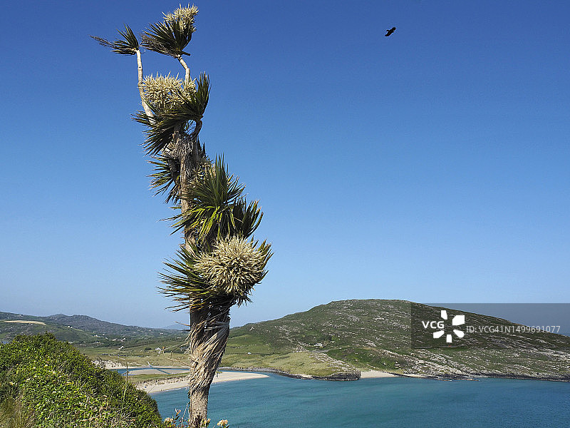 在爱尔兰科克郡，大麦湾和米曾角附近的开花丝兰图片素材