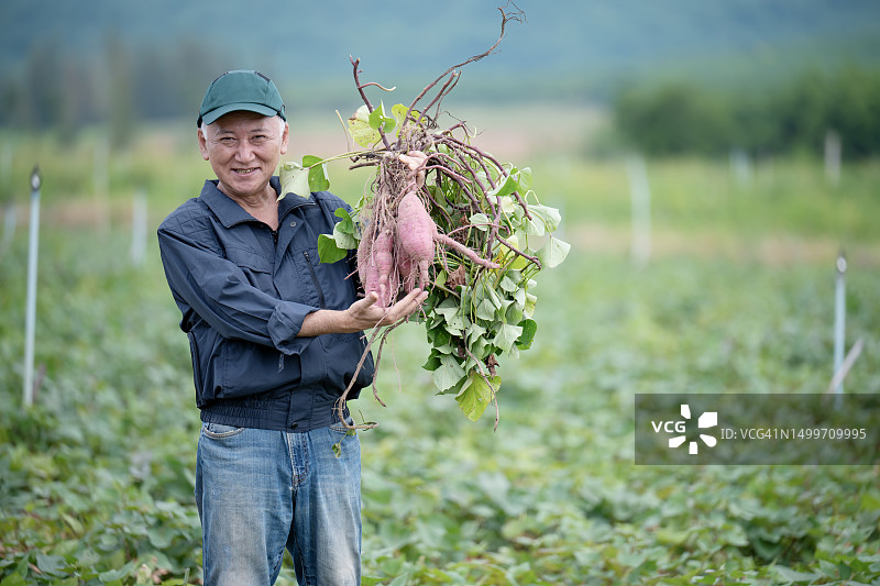 产量管理助力农业可持续发展：一位自豪的日本老农拿着他农场里的甜薯图片素材