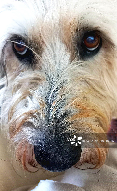 牧羊犬头部特写，眼神忧郁图片素材