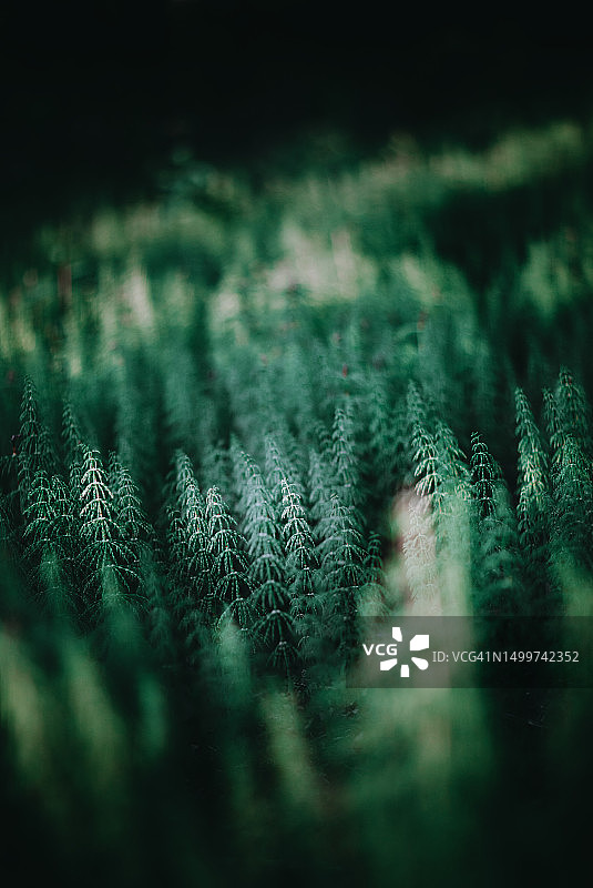 森林里的野生木贼图片素材